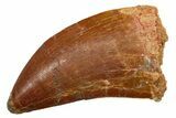 Serrated Carcharodontosaurus Tooth - Real Dinosaur Tooth #351644-1